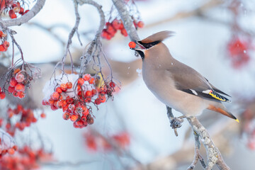 Bohemian Waxwing perches on a branch, enjoying red rowan berries covered in snow. The serene winter setting highlights the bird's vibrant plumage and the lush berries.
