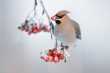 Bohemian Waxwing perches on a branch, enjoying red rowan berries covered in snow. The serene winter...