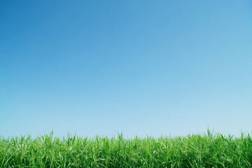 Lush Green Grass Under Clear Blue Sky