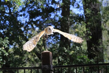 Barn owl in mid-flight over a fence, wings fully spread against a backdrop of dense trees,...