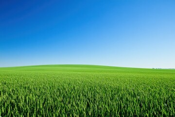 Fototapeta premium Vibrant Green Field Under Clear Blue Sky