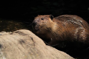 This evocative photo captures a beaver emerging from a shadowed water body onto sunlit rocks, highlighting its wet fur and attentive expression in a serene natural setting