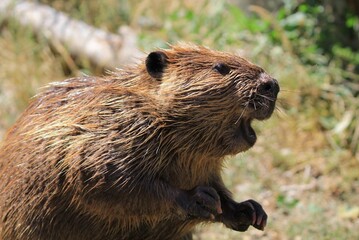 Vocal beaver captured mid-call, wet fur glistening, set against a vibrant green, natural background.