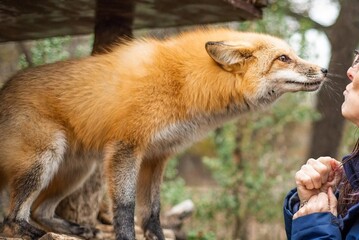Red fox interacts closely with a woman, showcasing its vibrant fur and keen interest, a unique display of wildlife engagement suitable for themes of animal behavior and human connection.