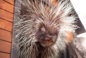 Dramatic close-up of a porcupine with radiant quills, showcasing its deep gaze and the intricate texture of its fur, set against a warm, sunlit wooden backdrop