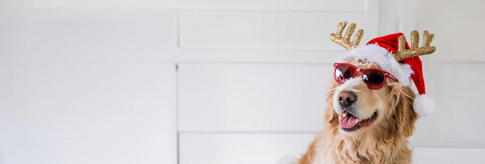 Golden retriever brings holiday cheer with a Santa hat, gold antlers, and red shades