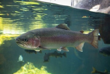 Rainbow trout gliding in clear water, showcasing its distinctive speckled pattern and sleek form, with a vivid underwater backdrop of greenery, ideal for aquatic wildlife and conservation themes.