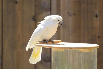 Elegant white cockatoo perched on a wooden stand, bright sunlight enhancing its pure white feathers and curious gaze, ideal for exotic bird and wildlife photography themes. © Steam Cone Story