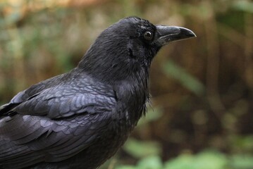 Close-up photo of a black raven with a glossy plumage, highlighting its intense gaze set against a blurred green forest background