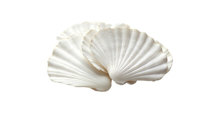 Seashell on white background