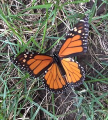 This close-up photograph showcases a vibrant monarch butterfly with its distinctive orange and black wings.