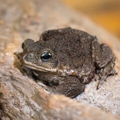 Close-up of a toad, distinguished by its textured, bumpy skin and large, prominent eyes. The toad is sitting on what appears to be a piece of wood, enhancing its natural camouflage. 