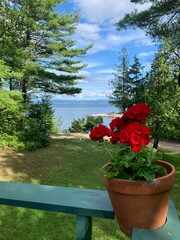 This vibrant photo captures a potted red geranium plant placed on a wooden railing, with a stunning view of a lake and surrounding trees in the background.