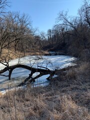 This winter landscape shows a frozen creek winding through a barren, forested area. A large, gnarled tree has fallen across the creek, adding a striking element to the scene.