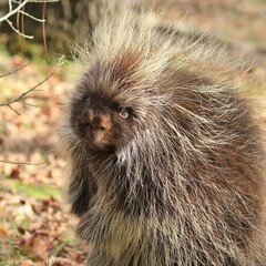 Porcupine in a forest setting with detailed, sharp quills and curious eyes, a close-up showcasing its unique texture and natural habitat, perfect for wildlife and nature educational themes.
