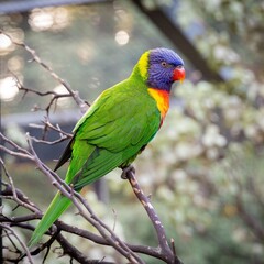 Stunning close-up of a vibrant Rainbow Lorikeet perched on a branch, showcasing its brilliant multicolored plumage