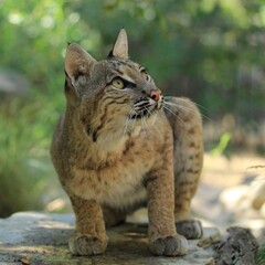 Stunning portrait of a bobcat in its natural habitat, gazing upwards with sharp focus, perfect for wildlife enthusiasts and natural landscape collectors