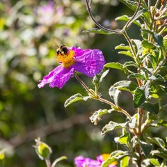 Vibrant capture of a bee collecting nectar from a purple flower, ideal for nature and garden photography enthusiasts seeking a dynamic, colorful image