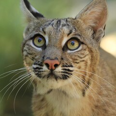 Captivating close-up of a wild bobcat, featuring intense yellow eyes and striking fur patterns, ideal for wildlife and nature photography enthusiasts