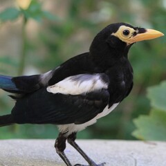 A close-up image of a striking black and white bird with a bright yellow face and beak, standing gracefully against a soft, green blurred background.