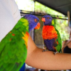 Two vibrant rainbow lorikeets perched on a person&rsquo;s arm, showcasing brilliant green, red, and blue feathers in a playful and colorful moment against a natural backdrop