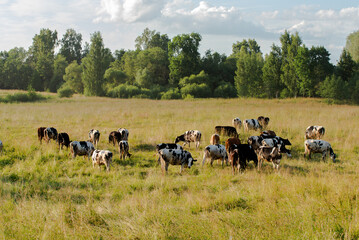  A herd of cows grazing in a lush green field surrounded by trees under a partly cloudy sky, depicting a serene rural landscape.