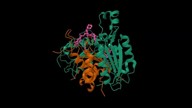 Caspase 8 bound to a covalent inhibitor (pink). Animated 3D cartoon and molecular surface models, PDB 3kjn, chain id color scheme, black background.