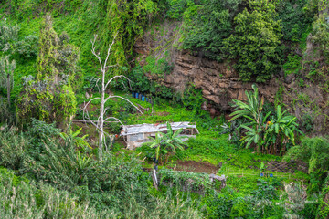 Lush Tropical Landscape Featuring Vegetation, Rustic Cabin, and Vibrant Green Surroundings, Funchal...
