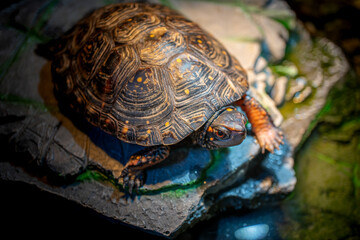 キボシイシガメ