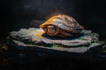 キボシイシガメ