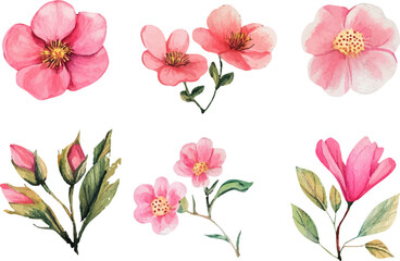 set of pink flowers