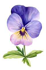 watercolor pansy flower, colorful  botanical nature floral art, vibrant spring flower clipart isolated background
