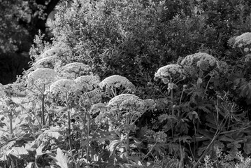 White flowering plants in a lush green meadow surrounded by dense foliage and natural sunlight, creating a vibrant summer scene in the wild.