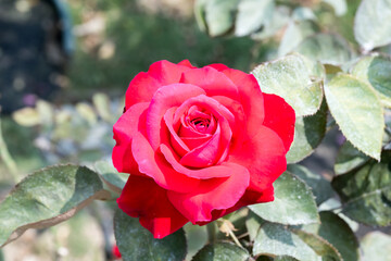 Beautiful rose in garden.