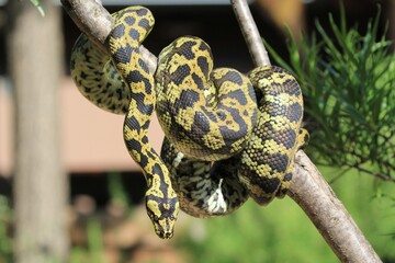 A snake coiled around a branch, with intricate yellow and black patterns.