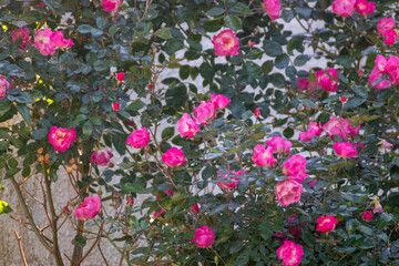 Rosedal rosado