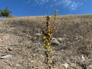 Tall Verbascum thapsus plants with bright yellow flower spikes blooming. Hairy mullein yellow flower. Close-up of yellow flowers of a mullein plant. The great mullein, greater mullein.
