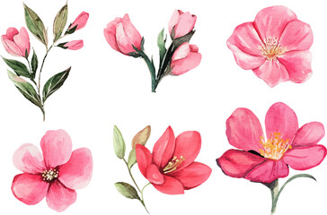 pink and white flowers
