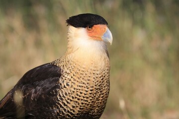 A regal close-up of a caracara bird with its striking black crest and orange beak, standing tall in nature.