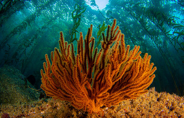 Underwater coral reef in sea