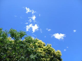 Fototapeta premium blue sky and sun, nature, blue sky and trees, landscape, tree in the sky