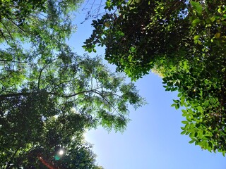 blue sky and sun, nature, blue sky and trees, landscape, tree in the sky