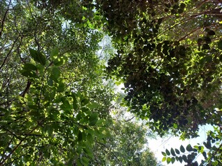 blue sky and sun, nature, blue sky and trees, landscape, tree in the sky