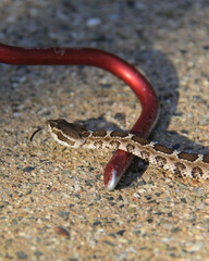 Close-up of a juvenile rattlesnake slithering over a red snake hook, its forked tongue out, against...