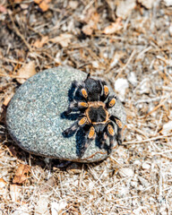 Close-up of a tarantula with vibrant orange and black legs resting on a smooth stone, surrounded by lush green foliage and dried leaves in its natural habitat