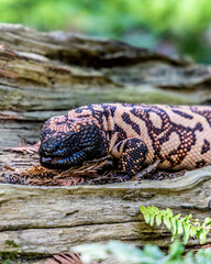 Gila monster resting on a weathered log, its textured black and orange scales blending naturally with the earthy surroundings and vibrant greenery nearby