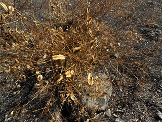 Lomatium macrocarpum dry seed in a rocky area on top of a mountain. Close-up. Lomatium macrocarpum, from the carrot family, is known by the names bigseed lomatium, biscuit root or bigseed biscuitroot.