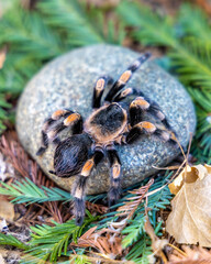 Close-up of a tarantula with vibrant orange and black legs resting on a smooth stone, surrounded by lush green foliage and dried leaves in its natural habitat