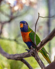 Colorful lorikeet perched on a branch, its vibrant blue head and orange chest contrasting beautifully with the blurred natural background
