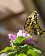 Elegant butterfly with yellow and black wings delicately perched on a blooming pink flower, its thin antennae probing the air
